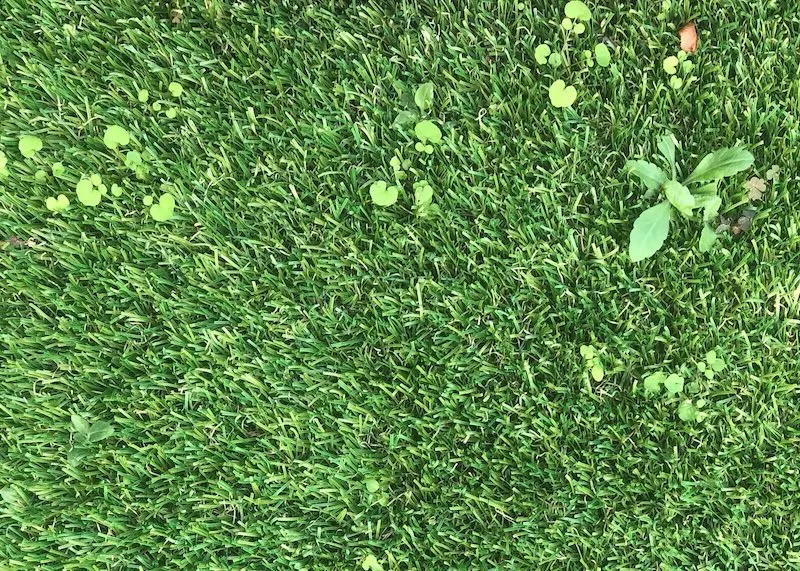 How to Prevent and Stop Weeds in Artificial Turf